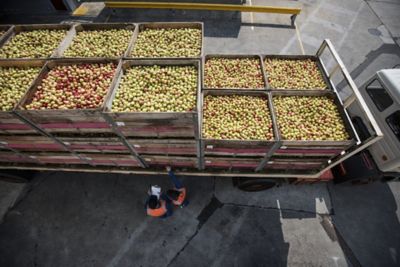 crates of berries stacked up - view from above